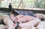 Thị trường và giá thịt lợn ảm đạm khi Tết Nguyên đán đang đến gần, vì sao?