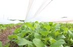 Hà Nam: Dân trồng rau sạch sống khỏe, thu hoạch đến đâu lái mua đến đó