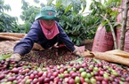 Việt Nam có dư địa vô biên để xuất khẩu cà phê vào thị trường mà cả thế giới thèm khát này