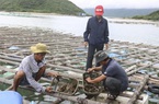 Khánh Hòa: Nuôi con gì ngoài biển, khách du lịch kéo ra xem, đến giờ ăn ai "trúng số" thấy ngọc quý thì được hưởng?