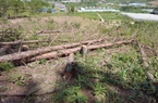 Hiện trường hàng trăm cây thông 3 lá 20 năm tuổi bị cưa hạ, ứa nhựa tươi