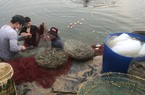 Nuôi tôm thẻ thâm canh ứng dụng chế phẩm vi sinh ở Hà Nam: Kỳ vọng hiệu quả cao, đổi cách nuôi