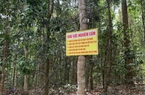 Vụ phá rừng Bình Châu - Phước Bửu: Khởi tố thêm 2 cán bộ kiểm lâm