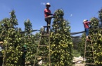 Thương lái Trung Quốc chậm mua vào, giá một loại hạt nổi tiếng của Việt Nam đột ngột giảm