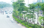 Hé lộ nguyên nhân Bộ Công an yêu cầu định giá cây xanh ở Hà Nội