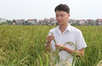 Một HTX ở Thái Nguyên trồng giống lúa nếp đặc sản, truy xuất tận ruộng, bán đi muôn nơi