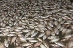 TT-Huế: Cá nuôi lồng chết la liệt do mưa lũ, dân thiệt hại nặng nề