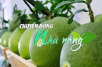Chuyển động Nhà nông 18/10: Bưởi Việt Nam chính thức có mặt trên bàn ăn của người Mỹ