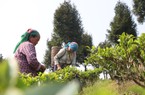 Nông dân nghèo đổi đời nhờ trồng chè Shan tuyết nơi cổng trời miền Tây tỉnh Nghệ An