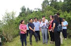 Phát triển chè hữu cơ: Hiệu quả nhưng khó nhân rộng 