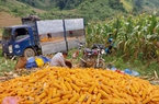Giá thức ăn chăn nuôi "không chịu giảm", doanh nghiệp bắt tay xây dựng vùng nguyên liệu ở Tây Nguyên