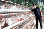 Trai trẻ nuôi 28.000 con gà đẻ sòn sòn, bán trứng đi khắp nơi, cả làng ở Bình Phước phục lăn