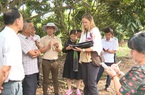Kiểm tra vùng trồng nhãn ở Đồng Tháp được cấp mã số vùng trồng xuất khẩu thị trường Hoa Kỳ