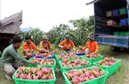 Bình Thuận: Đẩy mạnh cấp mã số vùng trồng cho cây thanh long