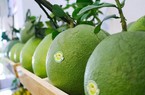 Trái bưởi Việt đi Mỹ: Cơ hội và thách thức