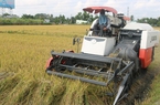 Xuất khẩu gạo của Thái Lan năm 2023 có thể bị ảnh hưởng tiêu cực, cơ hội cho gạo Việt?