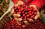 Giá cà phê sẽ tiếp tục giảm, dự báo "nóng" về vụ thu hoạch của Việt Nam