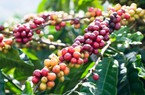 Xuất khẩu cà phê Việt sang thị trường Tây Ban Nha 9 tháng tăng vọt 2 con số