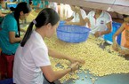 Việt Nam đang cung cấp lượng khổng lồ một loại hạt cho Mỹ - Trung Quốc, thu 2,28 tỷ USD