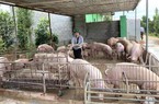 Người chăn nuôi cẩn trọng tái đàn phục vụ Tết