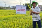 ThaiBinh Seed Miền Trung - Tây Nguyên: 15 năm sát cánh cùng nông dân cho những vụ mùa bội thu