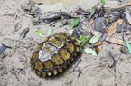 Phát hiện cá thể rùa cực quý hiếm ở Khánh Hòa