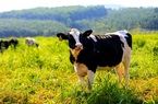 TH true MILK: Trang trại chăn nuôi bò sữa tốt nhất Việt Nam