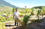 Nông thôn mới ở làng dân tộc Cơ Tu của Đà Nẵng “lên đời” nhờ mô hình trồng trọt, chăn nuôi mới