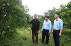 Nông dân Sơn La được Quỹ HTND hỗ trợ vốn đầu tư trồng cây ăn quả, nuôi trâu bò vỗ béo