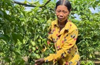 Đất bazan phía Tây Nghệ An đem trồng thứ dây leo buông quả chi chít, nông dân xã nghèo đổi đời