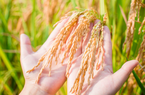 Gạo Việt bán được giá cao nhất, thu về gần 3 tỷ USD
