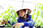 HTX nông nghiệp công nghệ cao “sống khỏe” nhờ chính sách hỗ trợ