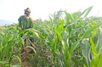 Học nghề nông nghiệp, nông dân Điện Biên sản xuất thấy ngay hiệu quả trên đồng ruộng, chuồng trại