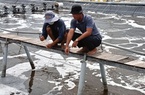 "Đánh liều" nuôi tôm công nghệ cao trên đất nhiễm mặn, nhóm trai trẻ Bà Rịa-Vũng Tàu thắng lớn
