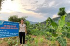 Tạo việc làm, tăng thu nhập cho nữ nông dân với mô hình trồng chuối lùn ở Quảng Trị