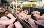 Giá lợn hơi tăng mạnh, người chăn nuôi chờ tín hiệu thị trường mới