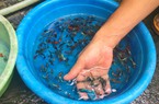 Hà Nội: Độc đáo nghề nuôi cá chọi trong chai phế liệu