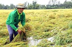 Bảo hiểm nông nghiệp: Bàn nhiều nhưng vẫn rất xa vời