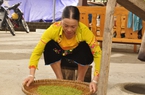 Thứ quà đặc sản “ngọc xanh” của người Thái ở Tây Bắc nhìn dân làm như đang xem "luyện công"