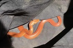 Phát hiện cặp rắn lạ màu cam cực độc trong bãi đậu xe ở Australia