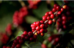 Xuất khẩu cà phê giảm, giá biến động mạnh