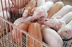 Liên tục giảm, dự báo "nóng" giá lợn hơi cuối năm và năm 2023