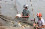 Ứng dụng công nghệ nuôi cá giống, một nông dân tỷ phú Bắc Ninh khiến cả làng phục lăn