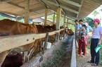 Mô hình chăn nuôi, trồng trọt dùng vốn tín dụng chính sách hiệu quả của nông dân Tiên Phước ở Quảng Nam