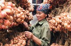 Thị xã Kinh Môn đang dẫn đầu tỉnh Hải Dương về loại cây có củ cay xè cả mắt nhưng rất tốt cho sức khỏe