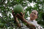 Có phân bón Cà Mau đồng hành, chẳng lo canh tác khó