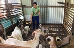 Sử dụng hiệu quả tín dụng chính sách, nông dân Đắk Nông cải thiện đời sống, vươn lên thoát nghèo