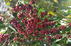 Bất chấp khó khăn, Việt Nam vẫn là một trong những nhà cung ứng cà phê hàng đầu thế giới