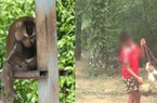 Thái Lan: Du khách bất bình lên án hành vi dùng "Ngộ Không" để thu hoạch dừa