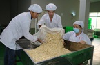 Việt Nam đang là nguồn cung chủ lực, không thể thay thế một loại hạt cho Mỹ, Trung Quốc